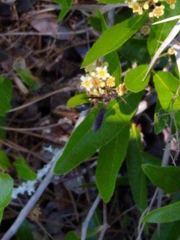 Isodontia exornata