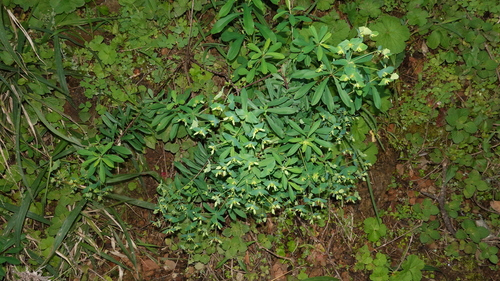 Euphorbia erubescens, 2026-08-14