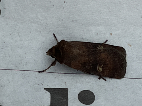 Square-spot Rustic