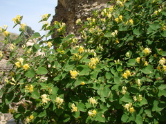 Lonicera iberica