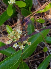 Isodontia exornata