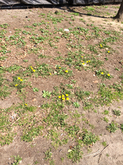 Taraxacum officinale