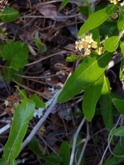 Isodontia exornata