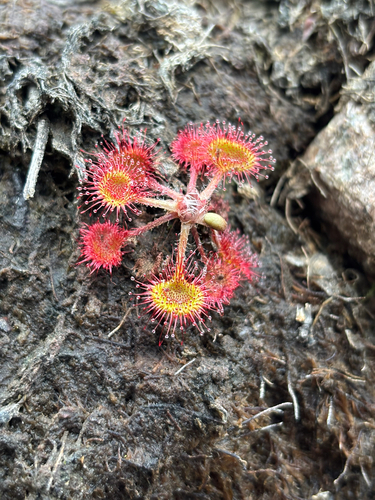 round-leaved sundew