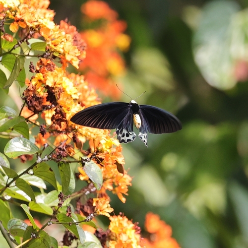 White-headed Batwing