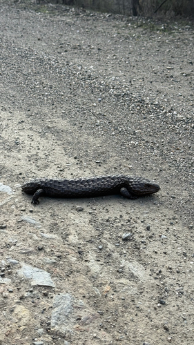 Shingleback