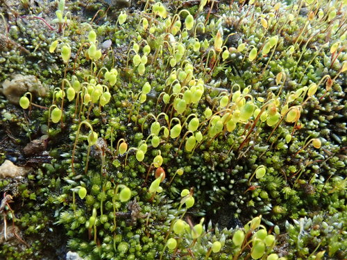 Gemmabryum dichotomum observed 2026-08-16