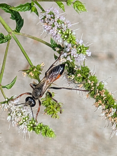Golden Digger Wasp, Breda, Ambachtenlaan, 4813 HA Breda, Nederland, photo 7 of 10