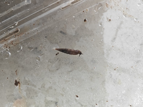 Euphaedusa aculus