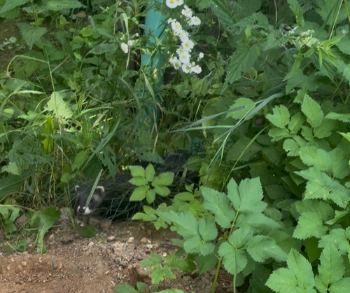 Western Polecat
