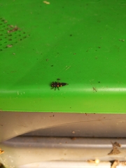 Coccinella septempunctata