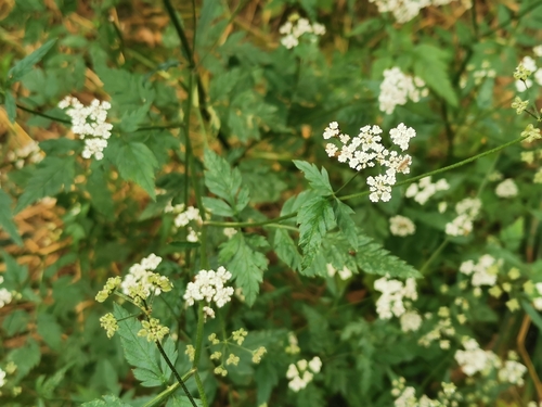 Наблюдение на iNaturalist