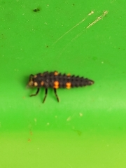 Coccinella septempunctata