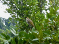 Pycnonotus zeylanicus