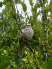 Pycnonotus zeylanicus