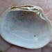 Pacific Littleneck Clam - Photo (c) dlbowls, some rights reserved (CC BY-NC)