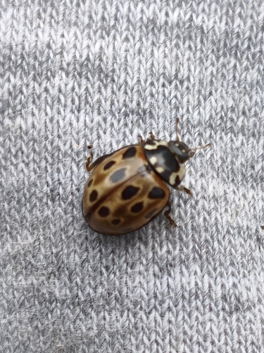 Eyed Ladybird Beetle
