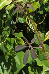 Akebia longeracemosa