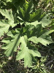 Heracleum maximum