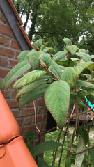 Viburnum rhytidophyllum