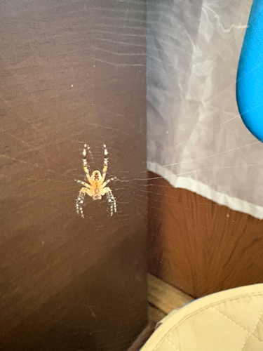 Cross Orbweaver