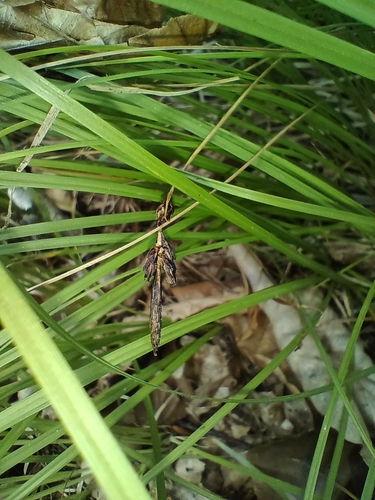 Carex montana