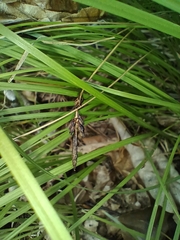 Carex montana