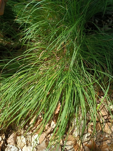 Carex montana, photograph 2
