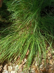 Carex montana, photograph (c) Vladimír Fuka, some rights reserved (CC BY)