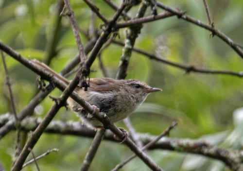Brownish-flanked Bush Warbler