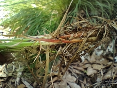Carex montana, photograph (c) Vladimír Fuka, some rights reserved (CC BY)