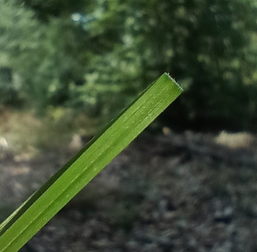 Carex montana, photograph 4