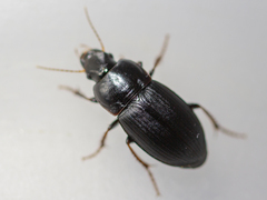 Harpalus tardus