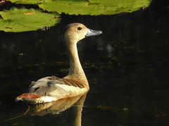 Dendrocygna javanica
