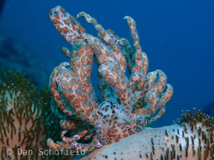 Phyllodesmium longicirrum