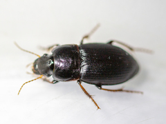 Harpalus tardus