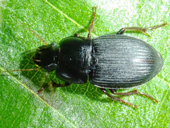 Harpalus tardus