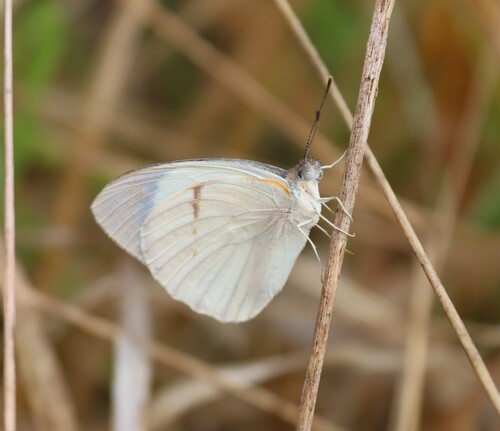 Bushveld Purple Tip