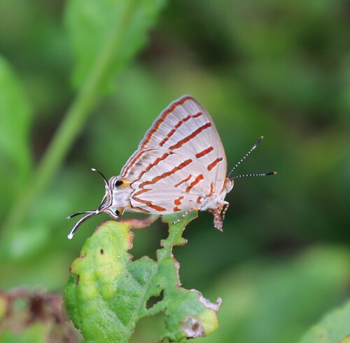 Azure Hairstreak