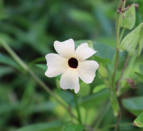 Black-eyed Susan vine