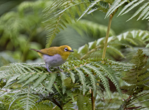 Indian White-eye