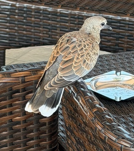 European Turtle-Dove