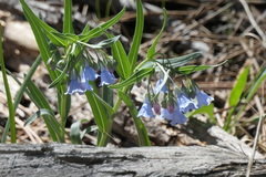 Mertensia lanceolata