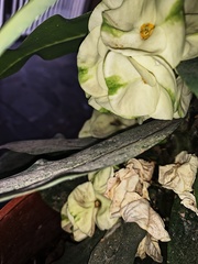 Euphorbia × lomi