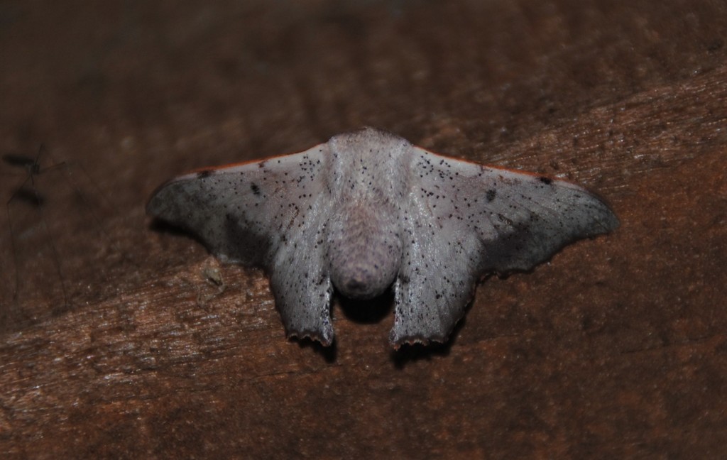 Lacosoma philastria