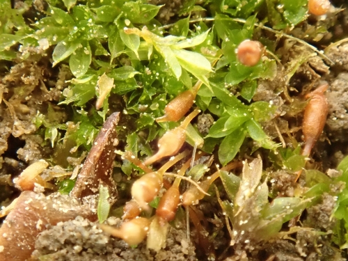 Tortula truncata observed 2026-08-16