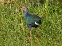 Porphyrio poliocephalus