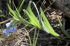 Mertensia lanceolata
