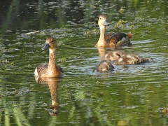 Dendrocygna javanica