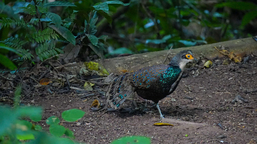 Bornean Peacock-Pheasant